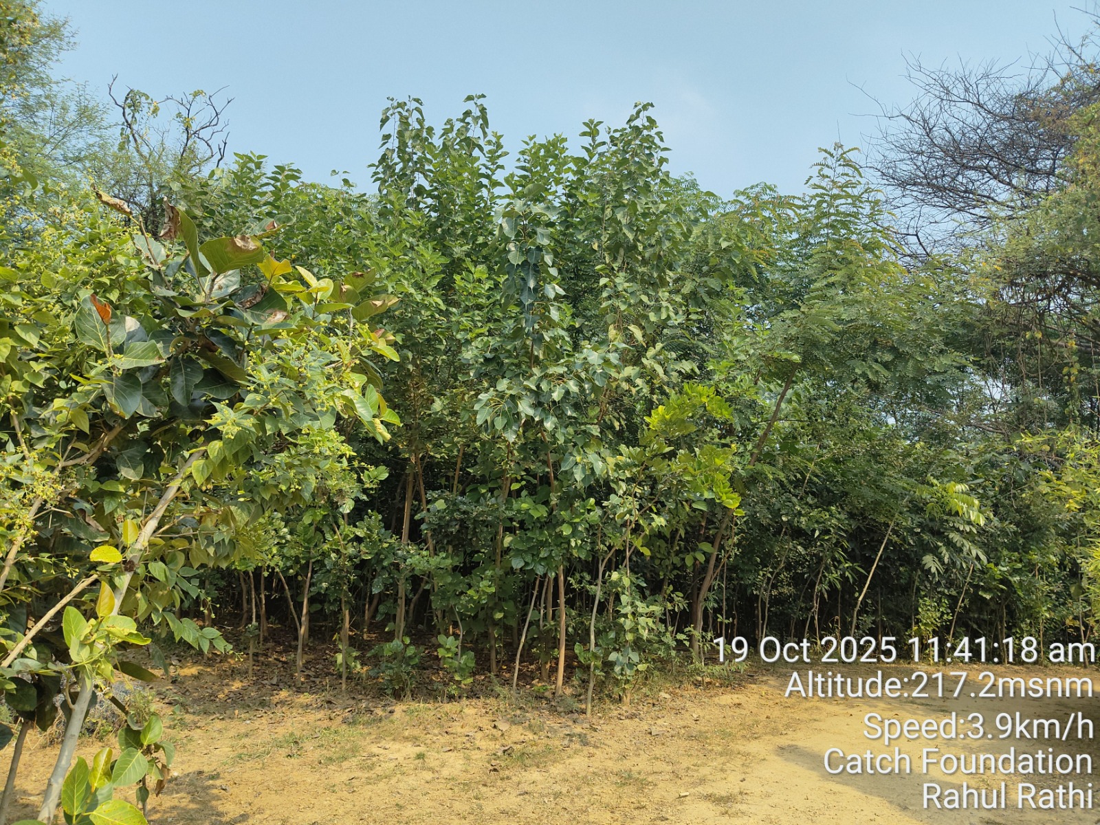 Dense native forest grown by CATCH Foundation
